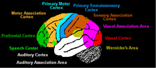 Hjernens struktur